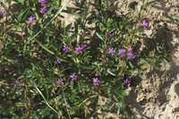 Lythrum hyssopifolia