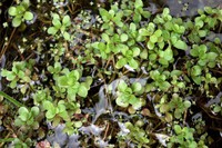 Lythrum portula