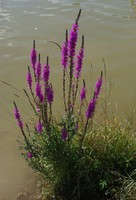 Lythrum salicaria
