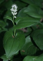Maianthemum bifolium