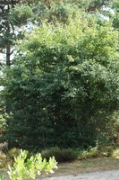 Malus sylvestris