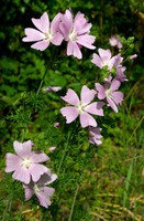 Malva moschata