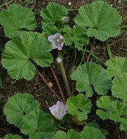 Malva neglecta