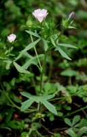 Malva setigera