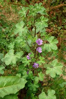 Malva sylvestris