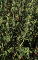 Marrubium vulgare