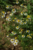 Matricaria chamomilla