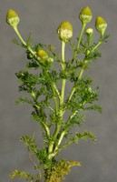 Matricaria discoidea