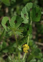 Medicago arabica