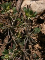 Medicago monspeliaca