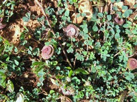 Medicago orbicularis