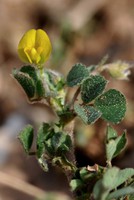 Medicago rigidula