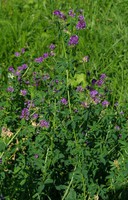 Medicago sativa