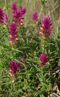 Melampyrum arvense