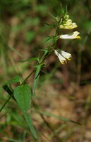 Melampyrum pratense