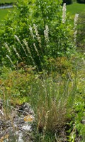 Melica ciliata