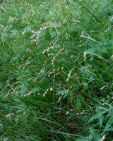 Melica nutans