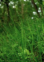 Melica uniflora