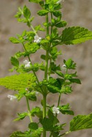 Melissa officinalis