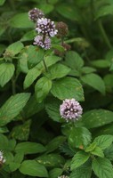 Mentha aquatica