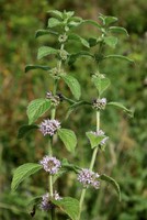 Mentha arvensis