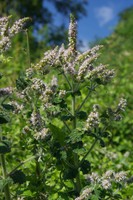 Mentha suaveolens
