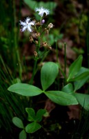 Menyanthes trifoliata