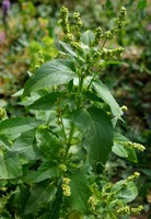 Mercurialis annua