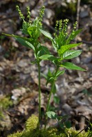 Mercurialis perennis