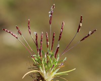 Mibora minima