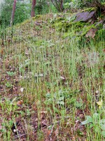 Micropyrum tenellum