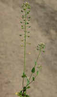 Microthlaspi perfoliatum
