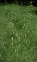 Milium effusum