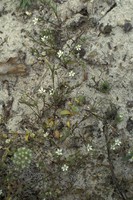 Minuartia hybrida