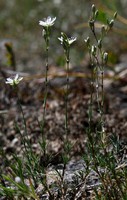 Minuartia setacea