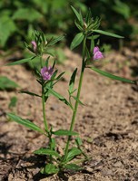 Misopates orontium