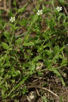 Moehringia trinervia