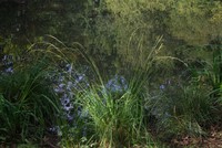 Molinia caerulea