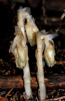 Monotropa hypopitys