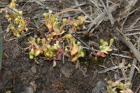 Montia arvensis