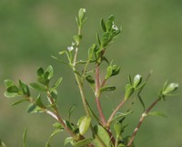 Montia fontana