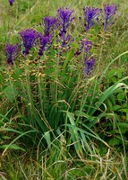 Muscari comosum