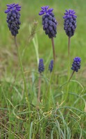 Muscari neglectum