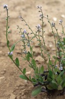 Myosotis arvensis
