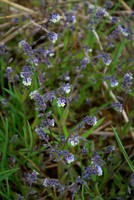 Myosotis discolor
