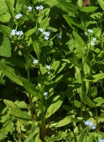 Myosotis laxa