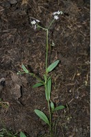 Myosotis nemorosa