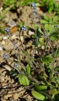 Myosotis ramosissima