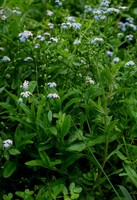 Myosotis scorpioides