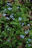 Myosotis sylvatica